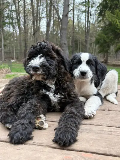 3 Left! Golden Mountain Doodle Puppies GoldendoodleXBernadoodle, View more