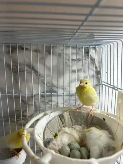 Premium Raza Española Canaries – Top Quality, View more
