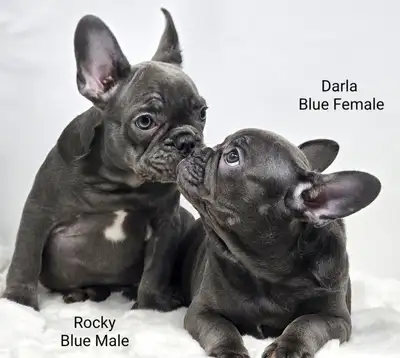 Baby Blue Frenchton’s, View more