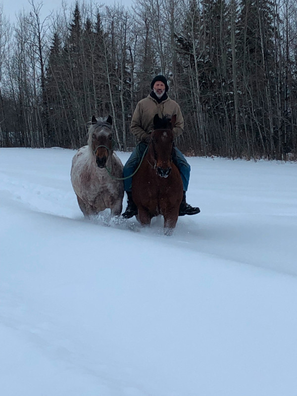 16 HH QHxTB red roan gelding in Horses & Ponies for Rehoming in Edmonton - Image 3