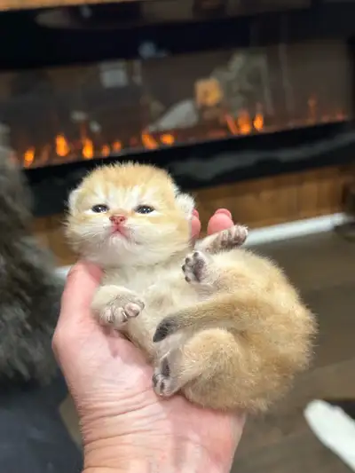 British shorthair and longhair kittens!, View more