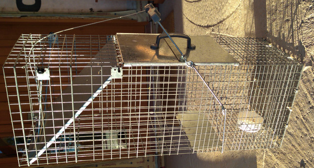 Cage trap in Outdoor Tools & Storage in Penticton - Image 2