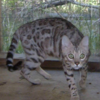 ADULT BENGALS TICA REGISTERED (VARIOUS AGES)