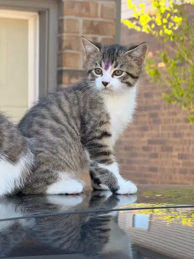 kitten baby, View more