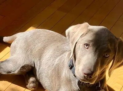 CHIOT LABRADOR PURE RACE, View more