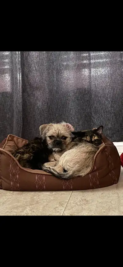 Wanted a Brussels griffon, View more