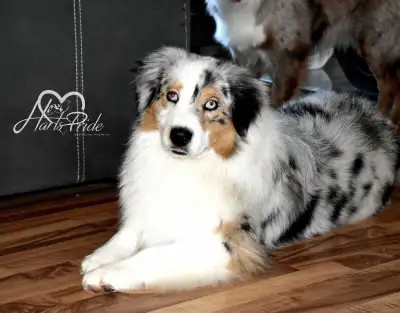 Puppies! Registered Champion Australian Shepherds, View more