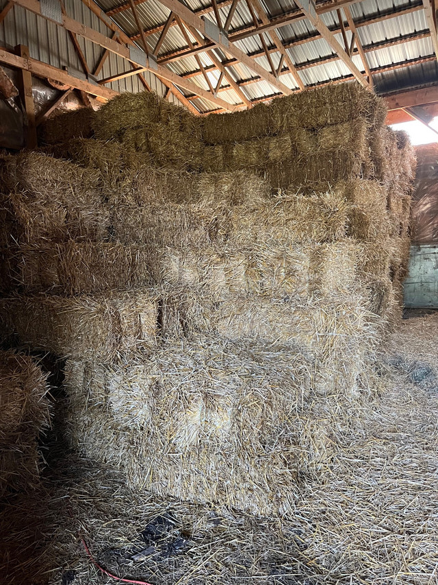 Small square wheat straw bales  in Outdoor Décor in Kawartha Lakes