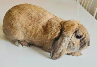 Magnifique lapin Très doux aime Se faire caresser vraiment très gentils Cage et accessoire inclus