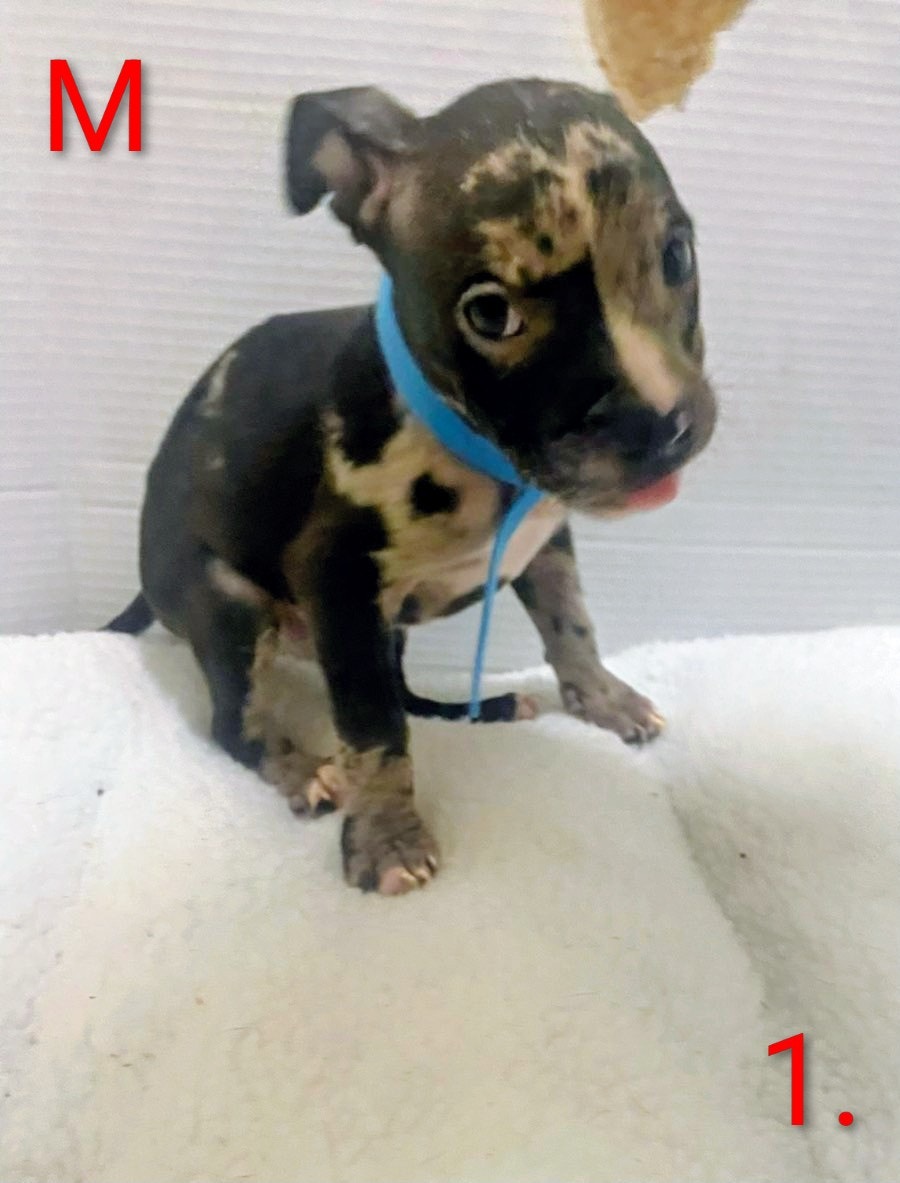 Designer Pocket American Merle Puppies | Dogs & Puppies for Rehoming ...