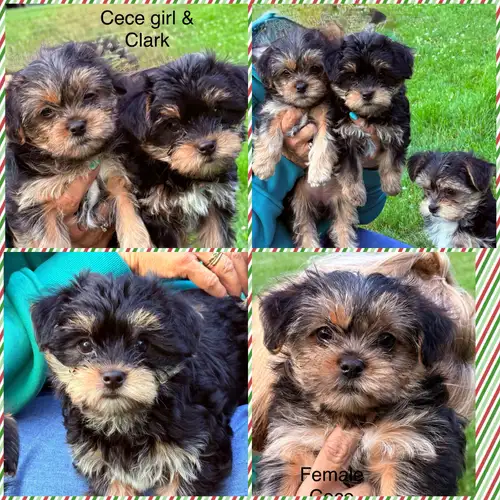 Ready to Go!! FaceTime Available 3 males $1500 ****1 girl $1600 available Playful non shedding hypoa...
