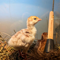 Turkey poults Dindoneaux Dindon Dinde 