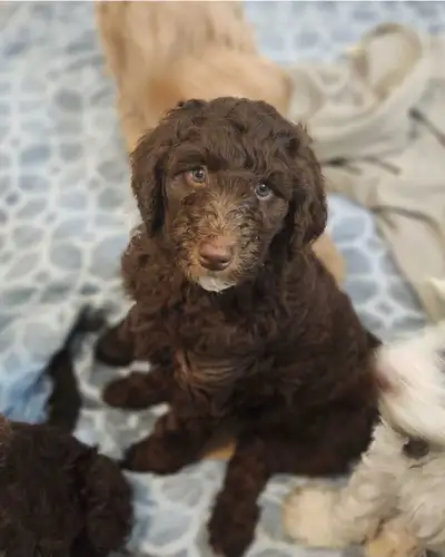 Standard Poodle Puppy, View more