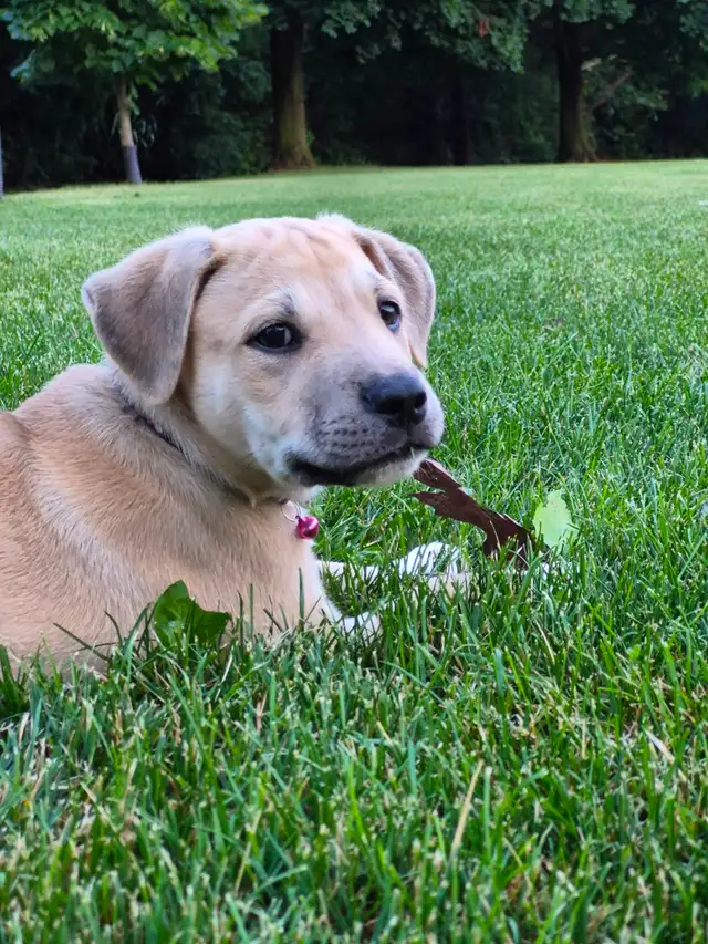 Adorable 9–10 Week Old Male Boxer/Rottweiler Mix Puppy in Dogs & Puppies for Rehoming in Oakville / Halton Region - Image 2