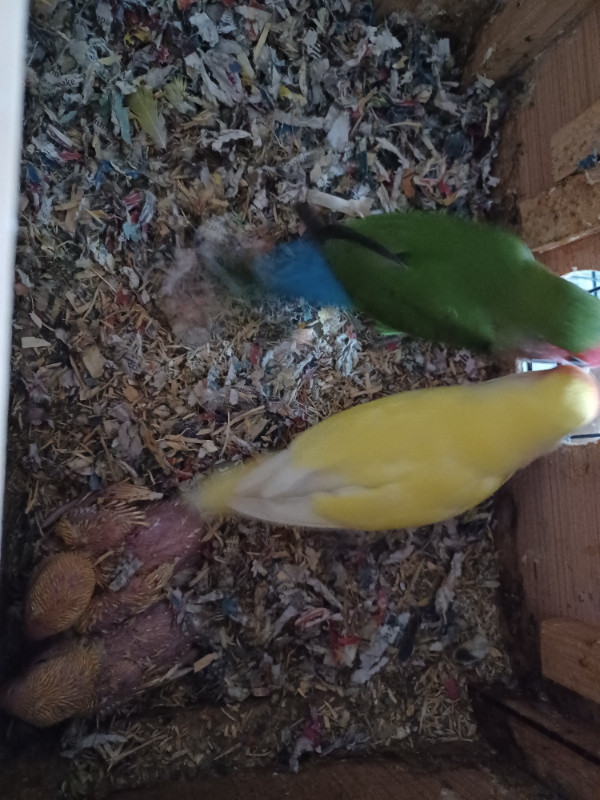 Beautiful Lovebirds | Birds for Rehoming | Ottawa | Kijiji