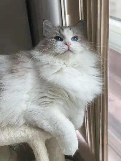TICA Show Champion Ragdoll Female, View more