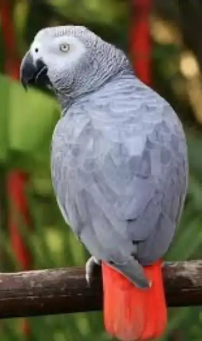 Two Years Old African Grey Parrot Boy is LOOKING FOR NEW HOME, View more