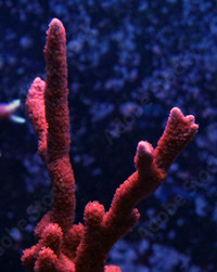Montipora Red Digitate coral frags