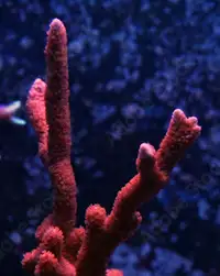 Montipora Red Digitate coral frags