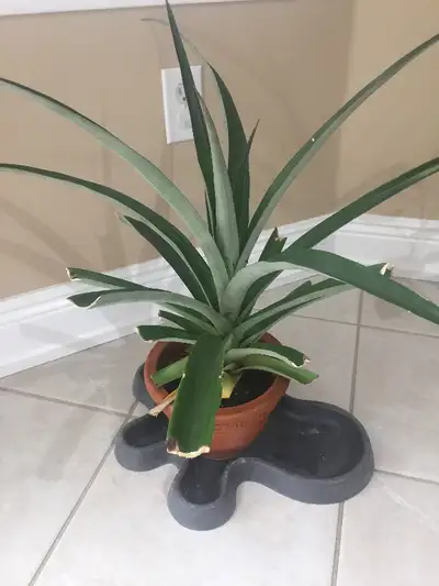 pineapple plant in All Categories in Canada | Kijiji Marketplaces