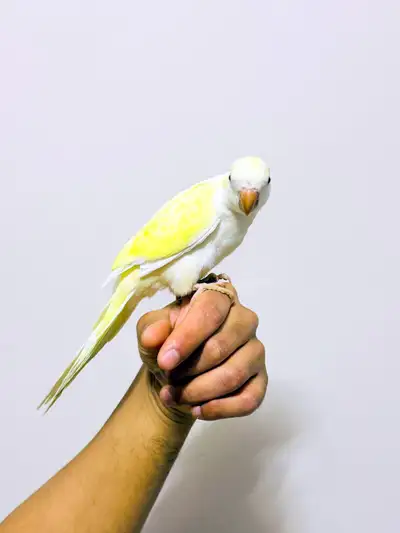 Beautiful Hand Raised baby Quaker (Monk) Parrot, Bird, View more