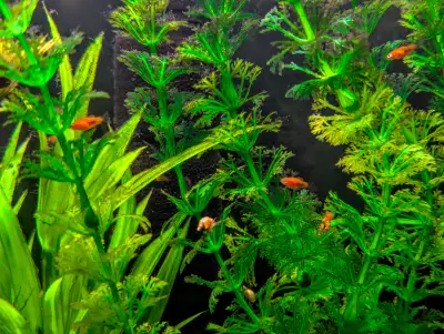 Platy Fry (baby fish), View more