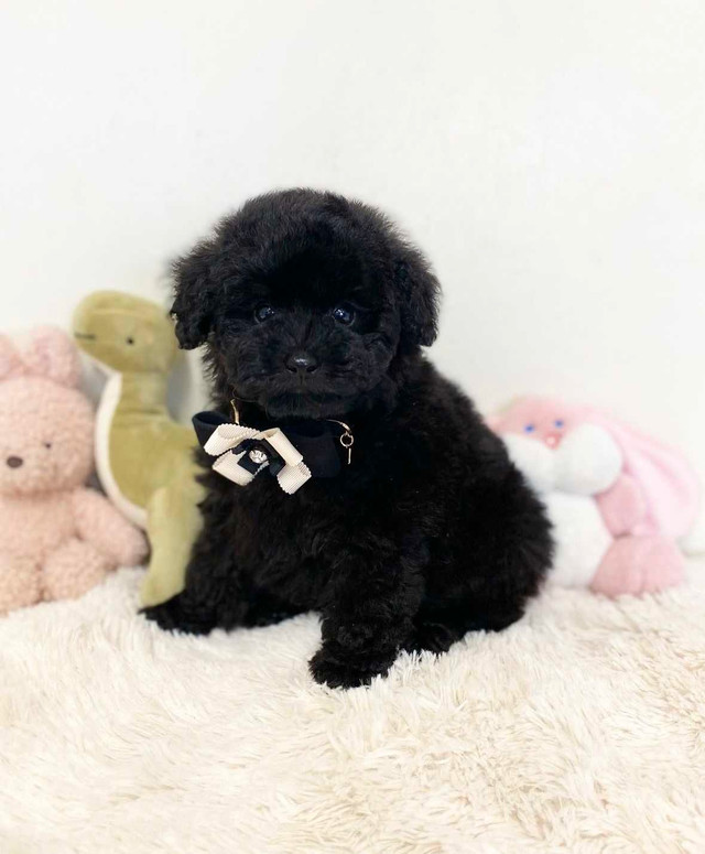 CKC Registered Toy Poodle Puppies ~ 2 Left in Dogs & Puppies for Rehoming in Markham / York Region - Image 2