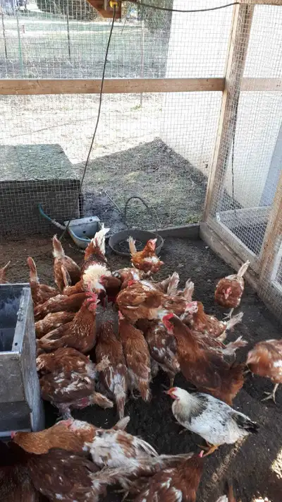 laying hens , View more