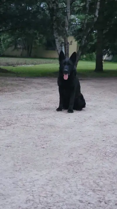 : Cody: Elite Obedience Peace of Mind, Introducing Cody, a top-tier [GermanShepherd] protection dog....