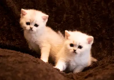 Ready now: Scottish/  British short hair kittens, View more