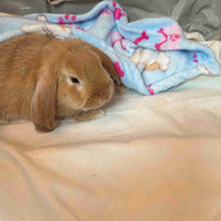 Baby female mini lop looking for forever home 