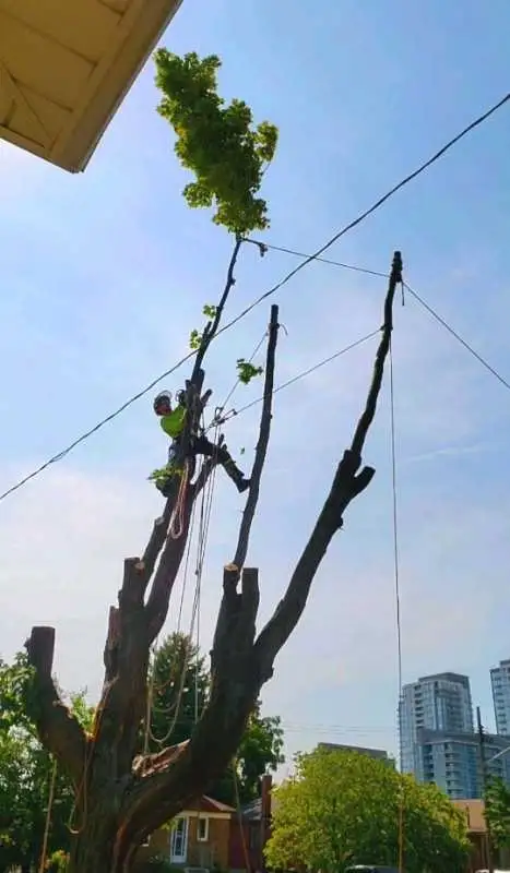 Tree Pruning Tree Removal 647 654-1884 in Lawn, Tree Maintenance & Eavestrough in City of Toronto - Image 9
