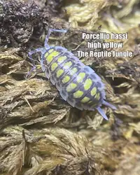 Porcellio hassi High Yellow Isopods, rare isopods, big isopods