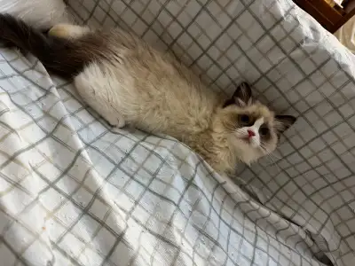 Purebred Ragdoll kittens ready for new loving homes! We have two adorable female Ragdoll kittens, 3...