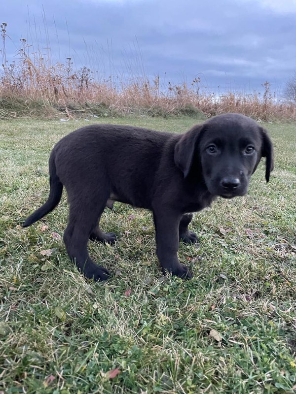 Labrador puppies ( male) for sale 500 Dogs & Puppies for Rehoming