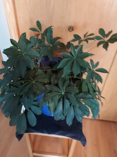 umbrella plant , View more