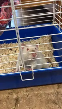 Young male rat pair need forever home
