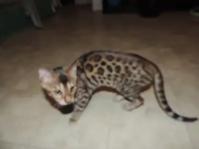 Bengal chaton femelle de 4 mois + 1 domestique blanche vermifuge, View more