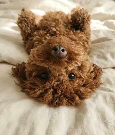 Toy poodle, View more