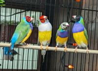 Male and Female Gouldians - 2023
