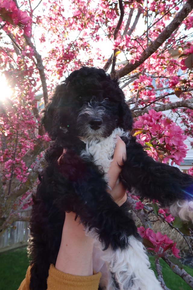Adorable Standard Poodle Puppy! Dogs & Puppies for Rehoming Oshawa