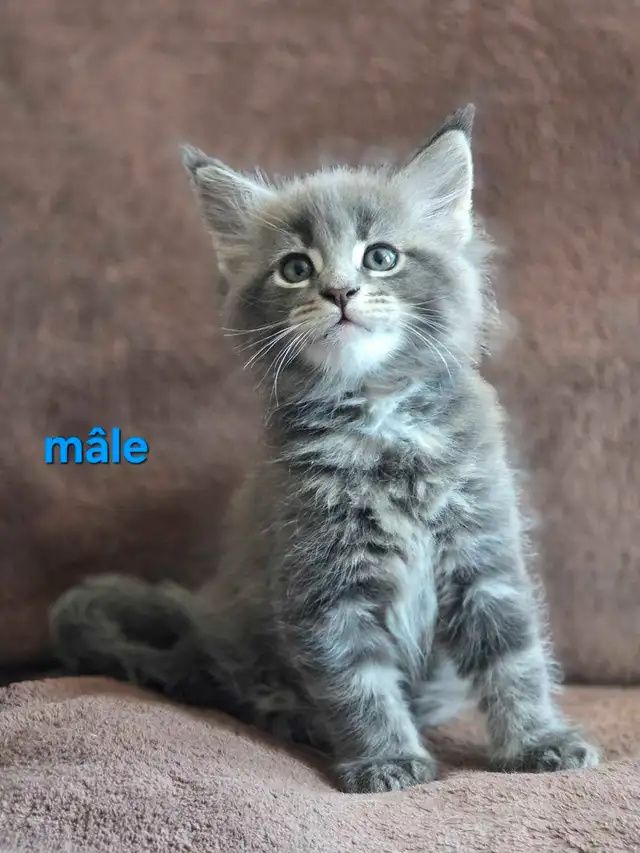 Maine coon chatons