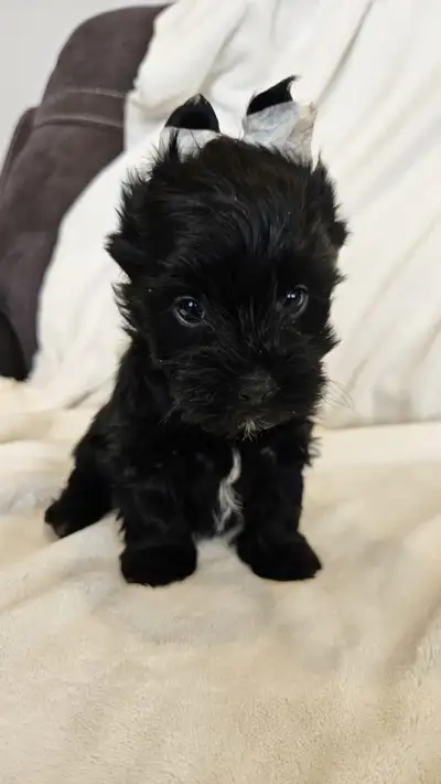 Pure breed Yorkshire terrier puppies, View more