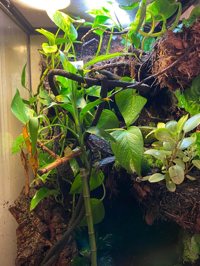 Bioactive Red Eyed Tree Frog Terrarium Reptiles & Amphibians for Rehoming Edmonton Kijiji