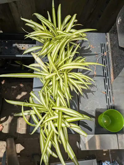 Indoor and outdoor plants., View more