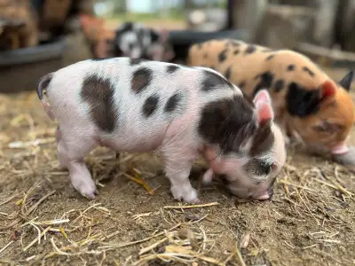 Adorable kunekune piglet, View more