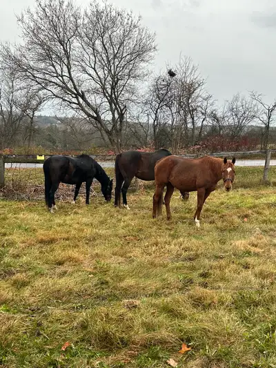 Looking to rent a house on a minimum of 20 acres, anywhere in Ontario. Barn and fencing preferred bu...