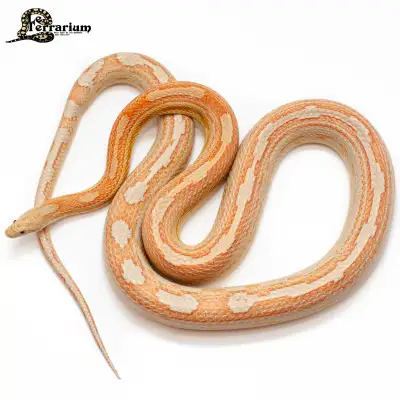 Serpent des blés - Motley - Mâle, View more