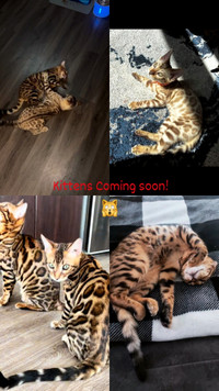 Bengal kittens coming soon!