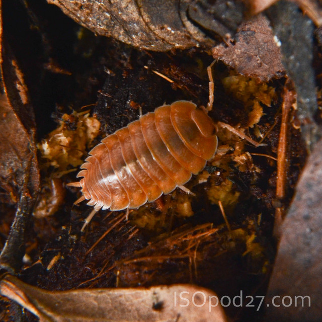 Regina's best Isopods and Springtails for sale in Reptiles & Amphibians for Rehoming in Regina - Image 4